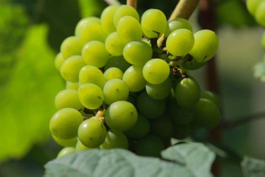 Tayland 'da yetişen üzüm bağları. Tayland 'daki taze kırmızı şarap üzümünün yakın görüntüsü. Büyük kırmızı üzümlü üzüm bağı manzaralı. Şarap tarlalarında yetişen olgun üzümler. Doğal dedikodu..