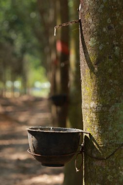 Doğal kauçuk kaynağı olarak kauçuk ağacından (Hevea Brasiliensis) elde edilen sütlü lateks