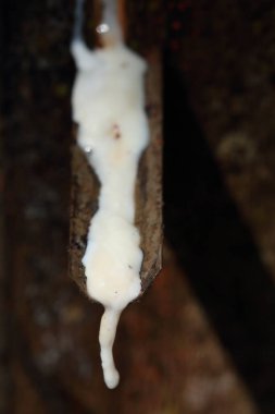 Doğal kauçuk kaynağı olarak kauçuk ağacından (Hevea Brasiliensis) elde edilen sütlü lateks