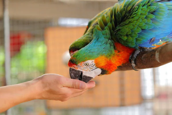 マカウ科の養鶏場マカウ Psittacidae Macaw オオカミ科の大型鳥です 人気の文化 色が美しいので ドイルと言うことができます人々を模倣 — ストック写真