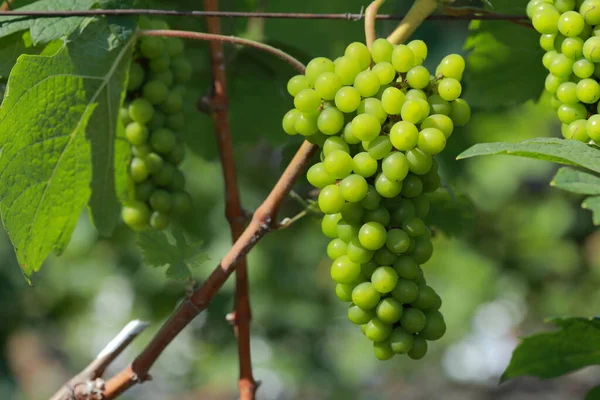 Vignobles Croissance Dans Les Champs Thaïlande Vue Rapprochée Raisin Rouge — Photo