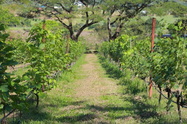 Vinodlingar Odling Thailand Fält Närbild Färsk Rödvinsdruva Thailand Vineyard Med — Stockfoto