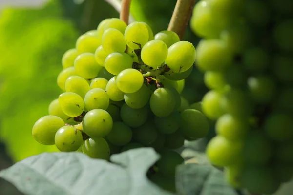 Vinhedos Campos Cultivo Tailândia Vista Perto Uva Fresca Vinho Tinto — Fotografia de Stock