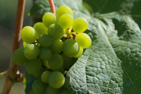 Vignobles Croissance Dans Les Champs Thaïlande Vue Rapprochée Raisin Rouge — Photo