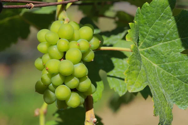 Vignobles Croissance Dans Les Champs Thaïlande Vue Rapprochée Raisin Rouge — Photo