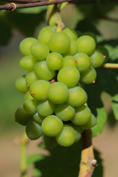 Winnice Rosnące Polach Tajlandii Close Widok Świeżego Czerwonego Wina Winogronowego — Zdjęcie stockowe