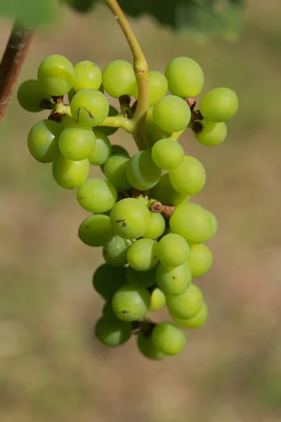 Vignobles Croissance Dans Les Champs Thaïlande Vue Rapprochée Raisin Rouge — Photo