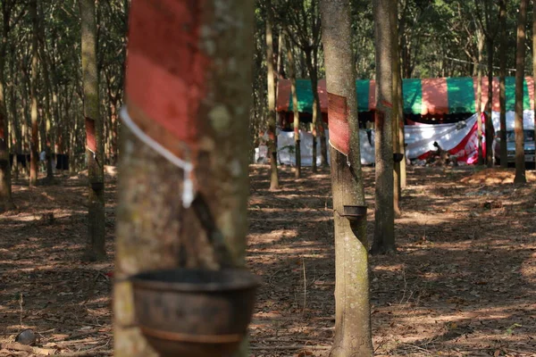 ายางข นสก ดจากต นยาง Hevea Brasiliensis นแหล งของยางธรรมชาต — ภาพถ่ายสต็อก