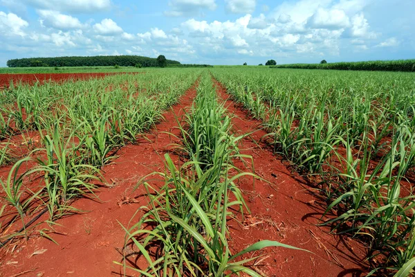 Campo Caña Azúcar Con Cielo Azul —  Fotos de Stock