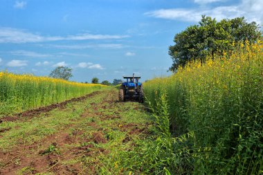 Genel olarak yeşil gübre olarak yetiştirilen baklagildeki crotalaria bitkileri. Hayvanları beslemek ve turistleri eğlendirmek için kullanılır. Mevsimin çok erken saatlerinde ekilen tarla sürmeden ya da hasat yapmadan önce...