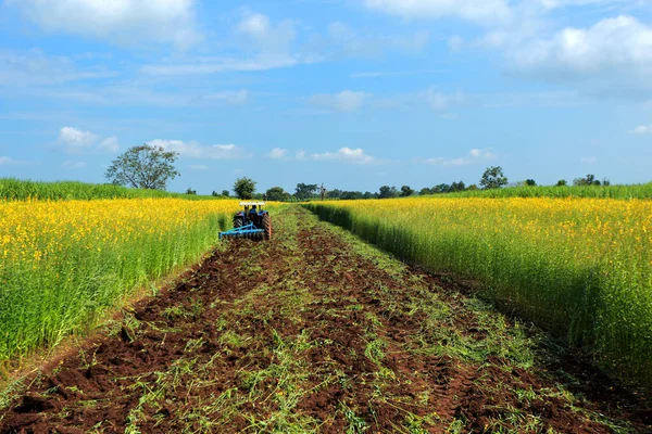 Plantas Crotalaria Legumbre Comúnmente Cultivadas Como Estiércol Verde Utilizado Como —  Fotos de Stock