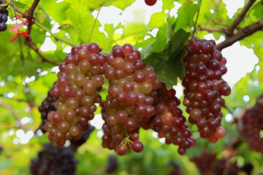 Güneşli bir günde üzüm bağlarında