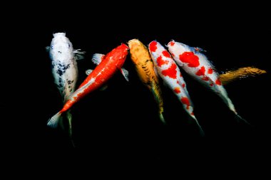 Japon balıklarına sazan balığı ya da gölde yüzen süslü sazan denir. Yüzme ve Boşluğun Hareketi. 