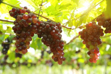 Güneşli bir günde üzüm bağlarında