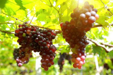 Güneşli bir günde üzüm bağlarında