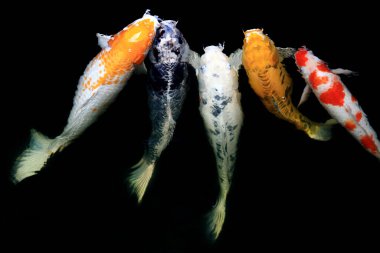 Japon balıklarına sazan balığı ya da gölde yüzen süslü sazan denir. Yüzme ve Boşluğun Hareketi. 