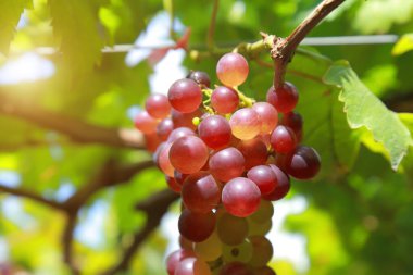 Güneşli bir günde üzüm bağlarında