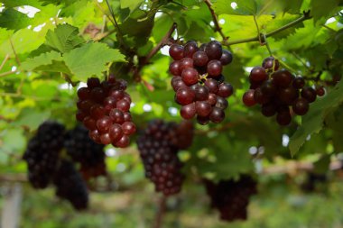 Güneşli bir günde üzüm bağlarında