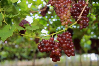 Güneşli bir günde üzüm bağlarında