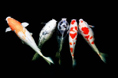 Japon balıklarına sazan balığı ya da gölde yüzen süslü sazan denir. Yüzme ve Boşluğun Hareketi. 