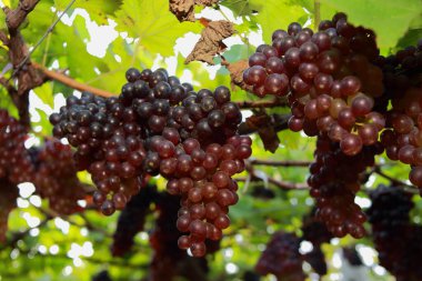 Güneşli bir günde üzüm bağlarında