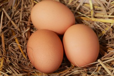 Taze yumurtalar kabarık samandan bir yatağa serildi.