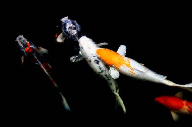 Japon balıklarına sazan balığı ya da gölde yüzen süslü sazan denir. Yüzme ve Boşluğun Hareketi. 