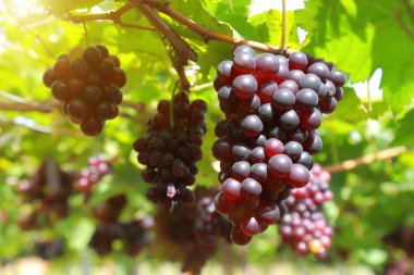 Güneşli bir günde üzüm bağlarında