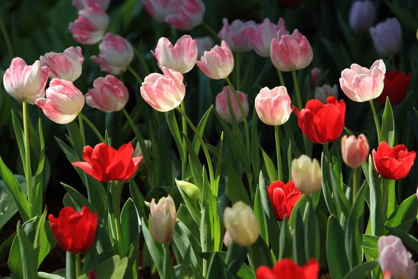 Tulipes Colorées Dans Jardin — Photo