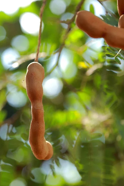 the Tamarind tree with seed