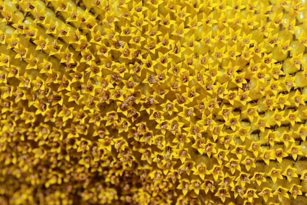 Macro Shot Ripe Yellow Sunflower — Stock Photo, Image