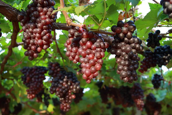 Grapes Vineyard Sunny Day — Stock Photo, Image