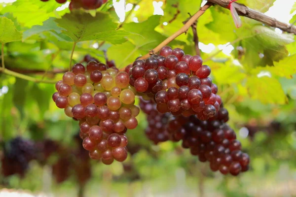 Raisins Dans Vignoble Par Une Journée Ensoleillée — Photo