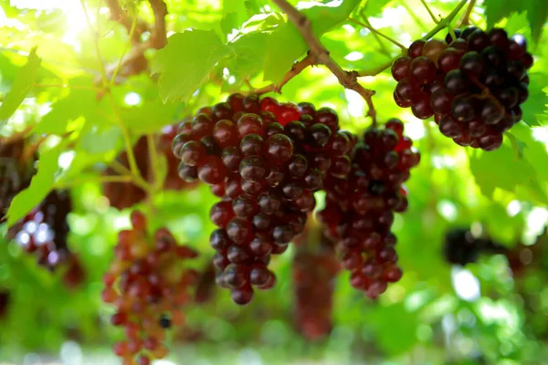 Uvas Viñedo Día Soleado — Foto de Stock