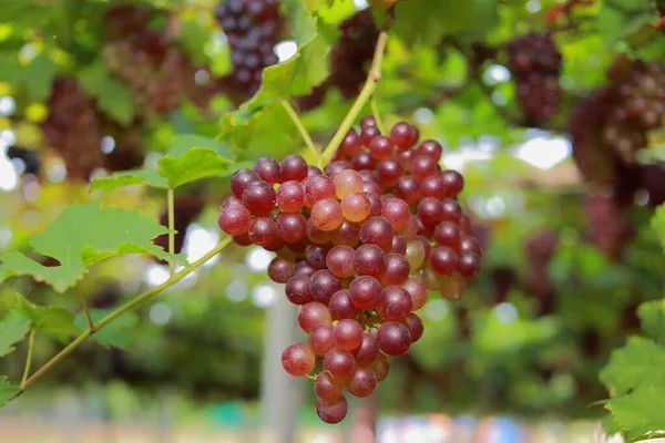 Uvas Viñedo Día Soleado — Foto de Stock