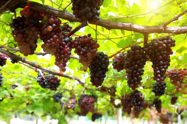Anggur Kebun Anggur Pada Hari Yang Cerah — Stok Foto