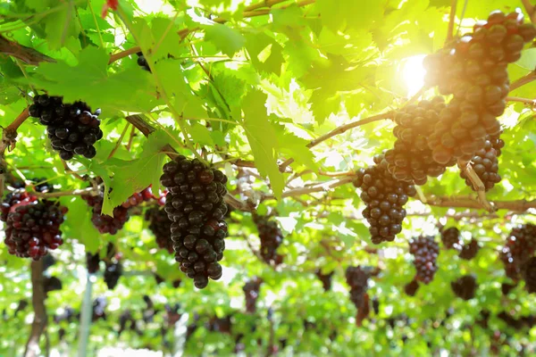Anggur Kebun Anggur Pada Hari Yang Cerah — Stok Foto