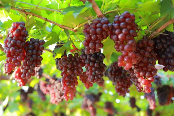 Grapes Vineyard Sunny Day — Stock Photo, Image