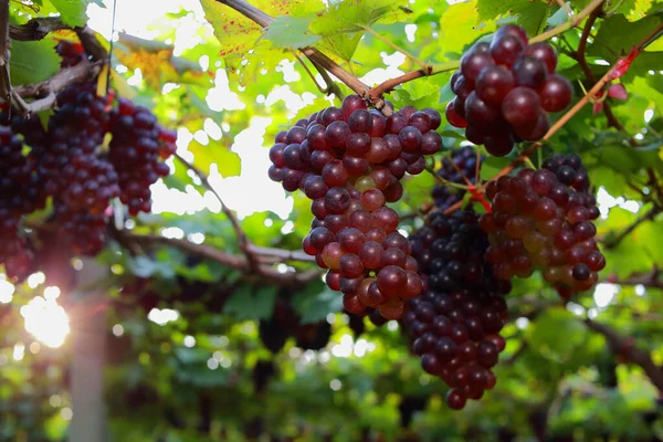 Grapes Vineyard Sunny Day — Stock Photo, Image