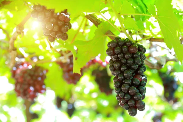 Grapes Vineyard Sunny Day — Stock Photo, Image