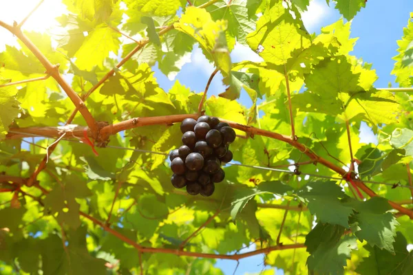 Uvas Vinha Dia Ensolarado — Fotografia de Stock