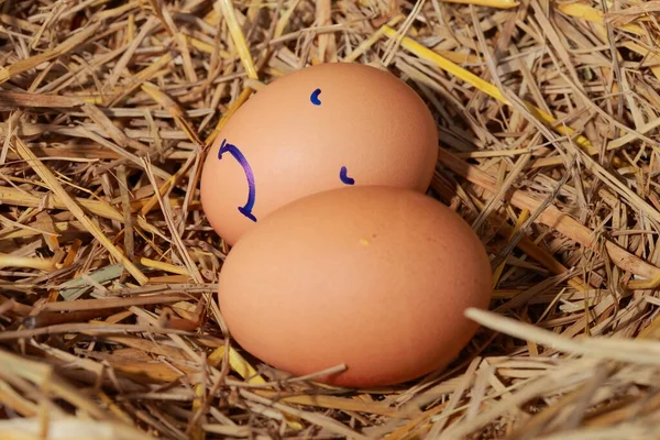 Emoción Los Huevos Frescos Sobre Paja — Foto de Stock