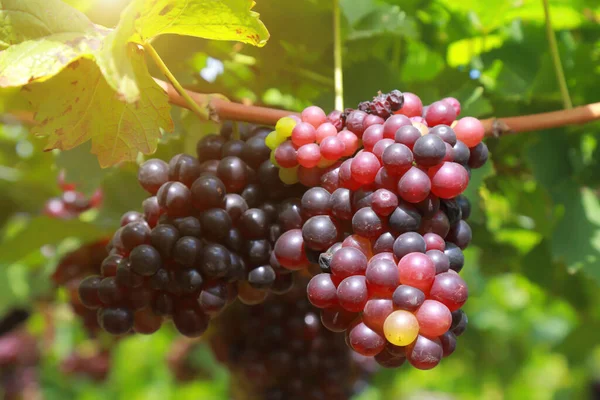 Uvas Vinha Dia Ensolarado — Fotografia de Stock