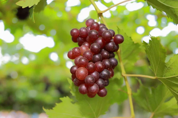 Raisins Dans Vignoble Par Une Journée Ensoleillée — Photo