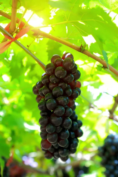 Uvas Vinha Dia Ensolarado — Fotografia de Stock