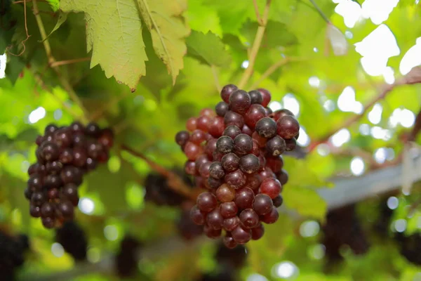 Uvas Viñedo Día Soleado — Foto de Stock