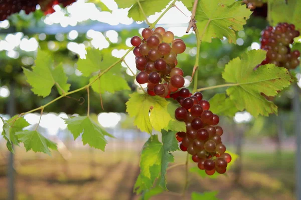 Grapes Vineyard Sunny Day — Stock Photo, Image