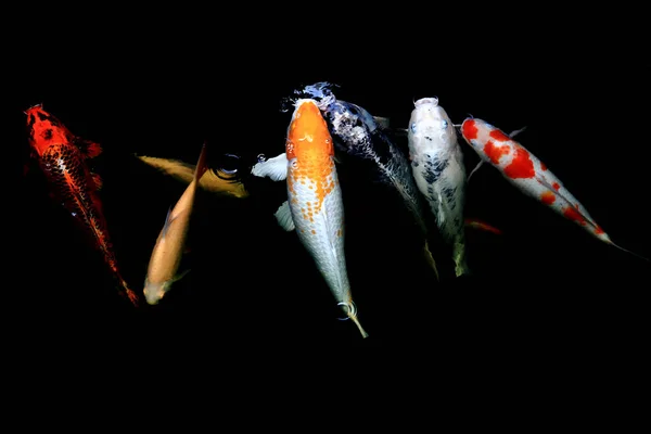 Los Peces Japón Llaman Carpa Carpa Lujo Nadando Estanque Movimiento — Foto de Stock