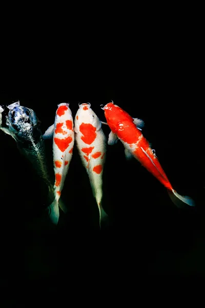 Los Peces Japón Llaman Carpa Carpa Lujo Nadando Estanque Movimiento —  Fotos de Stock