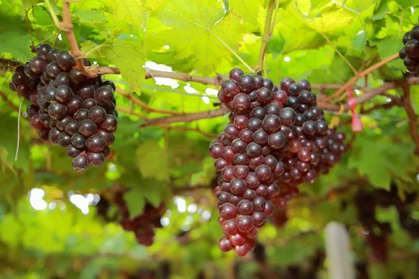 Uvas Vinha Dia Ensolarado — Fotografia de Stock